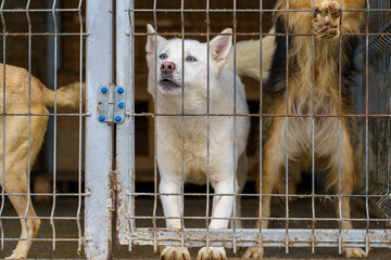 Dog in a dog shelter. Background with selective focus and copy space