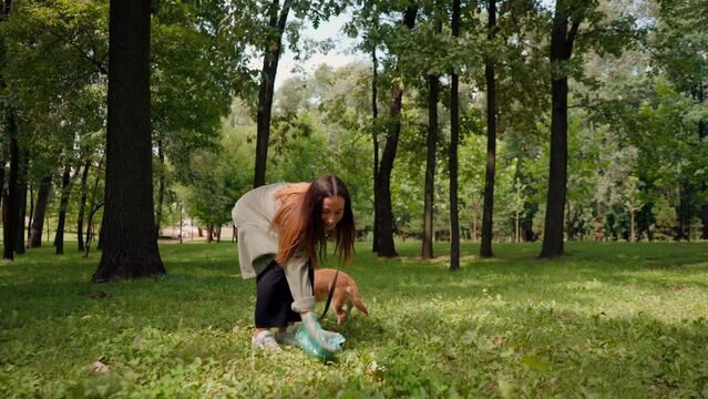 Woman picking up dog poop  from the lawn in a city park A woman is holding a blue plastic bag with pet excrement environmental protection