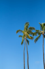 Coconut Palm Trees on Blue Sky Background.