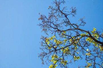 Green Leaves and Branches Against Blue Sky.