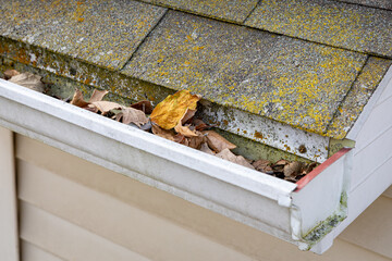 Roof gutter with mold and mildew and full of leaves. Roof damage, home maintenance and gutter...