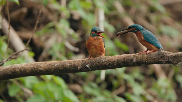 The Common Kingfisher (Alcedo Atthis) Feeding Ritual