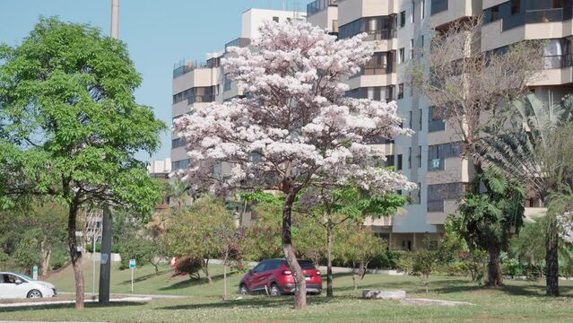 Beautiful flowering white Ipe between buildings with blue sky