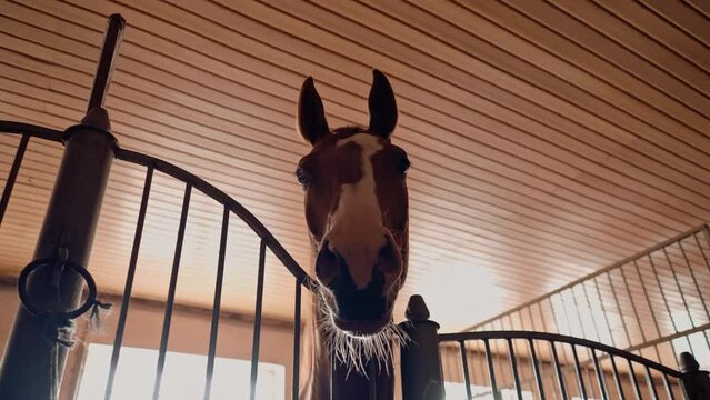 Portrait of a beautiful brown horse standing in a stall in a stable the concept of love for equestrian sports and horses