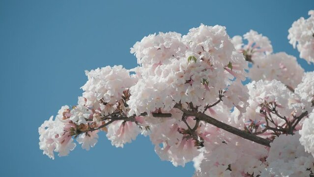 White ipe flowering in Brasilia with blue sky