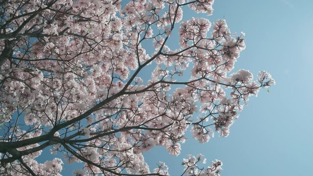 Seen beneath a white ipe tree in full bloom