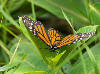 Beautiful Butterfly Perched on Green Leaf Amidst Nature's Beauty