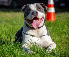 american staffordshire terrier