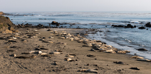 A Colony of Elephant Seals Lounging on the California Shoreline