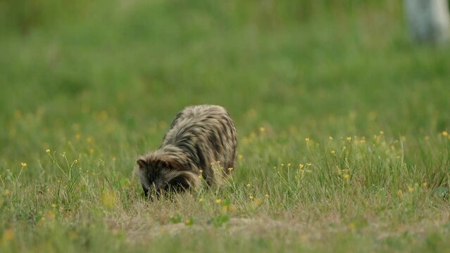 The Common Raccoon Dog Eating On The Field