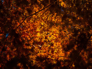 紅葉したモミジ2