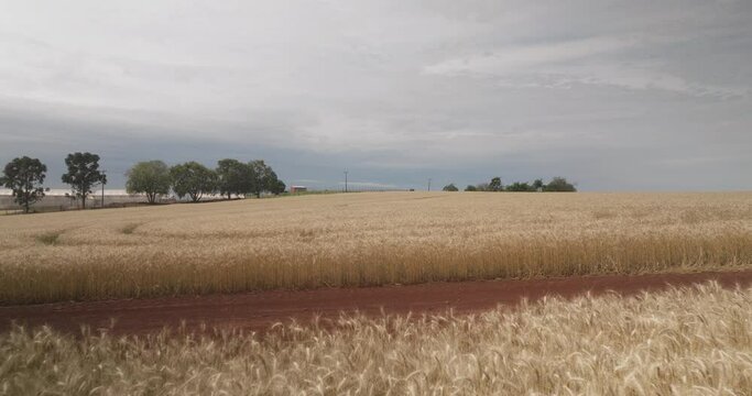 Vis&atilde;o a&eacute;rea de campo de trigo no interior do Paran&aacute;.
