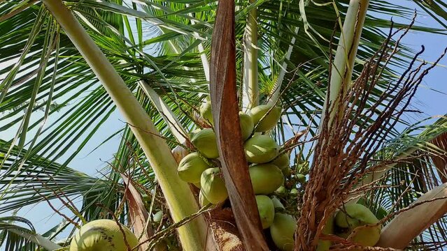 Escape to a tropical paradise with our 4K cinematic footage of lush green coconut trees. Immerse yourself in the beauty of nature