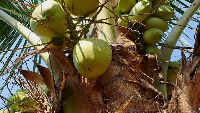 Escape to a tropical paradise with our 4K cinematic footage of lush green coconut trees. Immerse yourself in the beauty of nature
