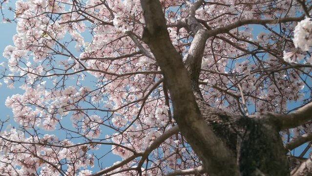 Seen beneath a white ipe tree in full bloom with blue sky