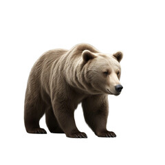 Obraz premium brown bear isolated on transparent background