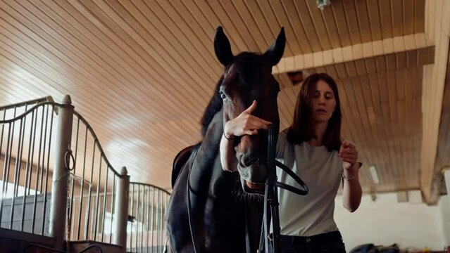 A female rider puts a bridle on her stallion horse in a farm stable preparing for an equestrian competition