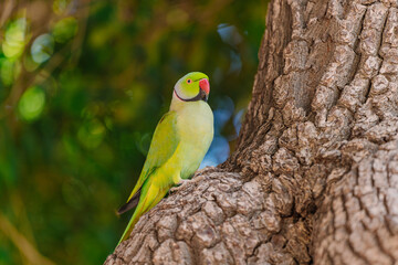 blue parrot is standing on a tree trunk