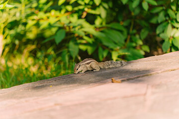 Squirrel is crawling on the rock