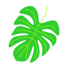Fototapeta na wymiar Green modern monstera leaf vector element