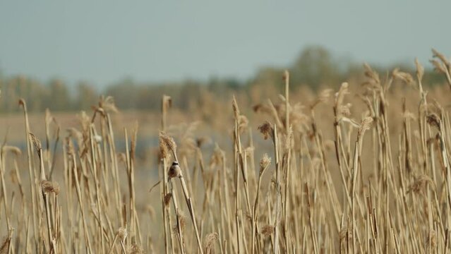 The Eurasian Penduline Tit (Remix pendulinuz) In Search For Nest Building Materials Next To Lake