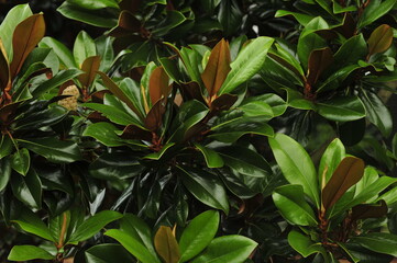 Magnolia leaves brown and green