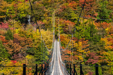 紅葉の畑薙大吊橋