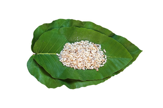 Red ant eggs(Oecophylla smaragdina ) pile on green leaf top view closeup isolated on white background,clipping path