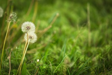 Fresh beautiful green grass with dandelions