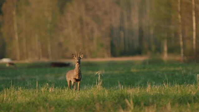 The Roe Deer (Capreolus capreolus) Roe Buck Animal Barking At Sunset. Cows In The Background