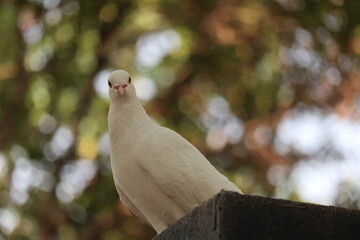Closeup photo of a white dove. It looks beautiful