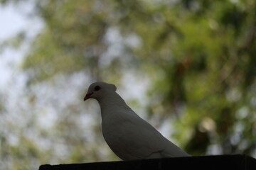 Closeup photo of a white dove. It looks beautiful
