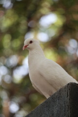 Closeup photo of a white dove. It looks beautiful