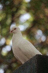 Closeup photo of a white dove. It looks beautiful
