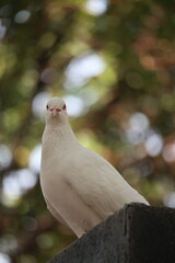 Closeup photo of a white dove. It looks beautiful