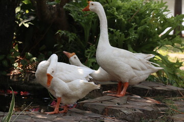 a flock of geese drinking in the garden. White goose looks beautiful