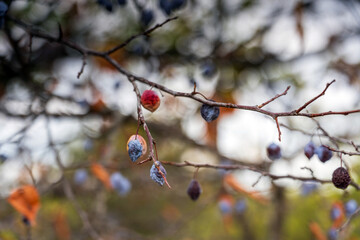 Autumn berries in the forest