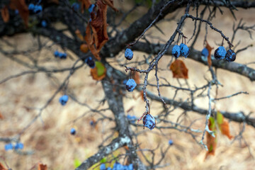 autumn berries in the forest
