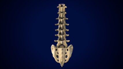 male spine anatomy. 3d render