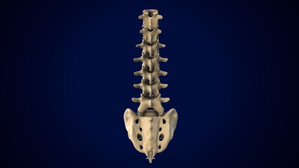 Fototapeta premium male spine anatomy. 3d render
