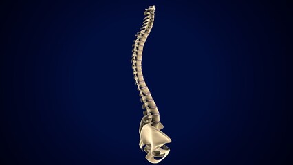 male spine anatomy. 3d render