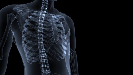 male skeleton vertebral column bones anatomy. 3d illustration - obrazy, fototapety, plakaty