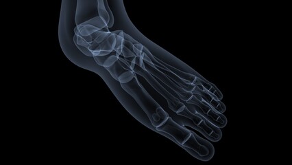 male skeleton vertebral column bones anatomy. 3d illustration