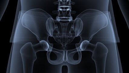 male skeleton vertebral column bones anatomy. 3d illustration - obrazy, fototapety, plakaty