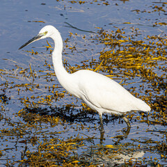 great white heron