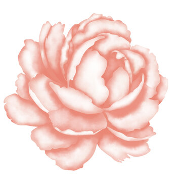 Diseño De Flor Peonia Sin Fondo Pintada A Mano Con Acuarela Digital