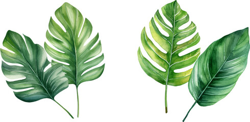 Set of tropical watercolor leaves, Exotic plants, palm leaves, monstera on an isolated white background