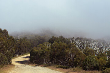 Fototapeta na wymiar Foggy dirt road a the top of a mountain shrouded in mist