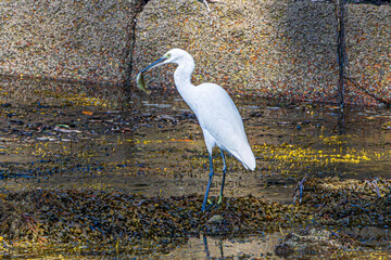 great white heron