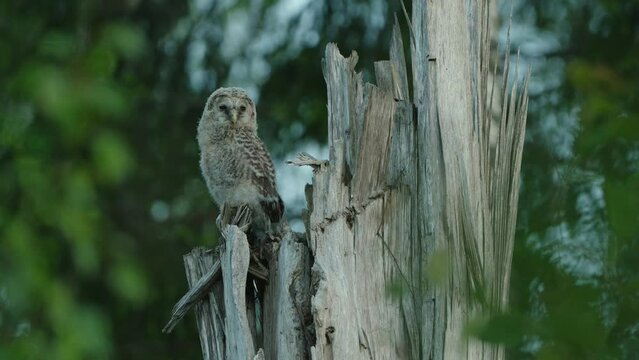 The Ural Owl (Strix Uralensis) Owlet On A Nest Tree